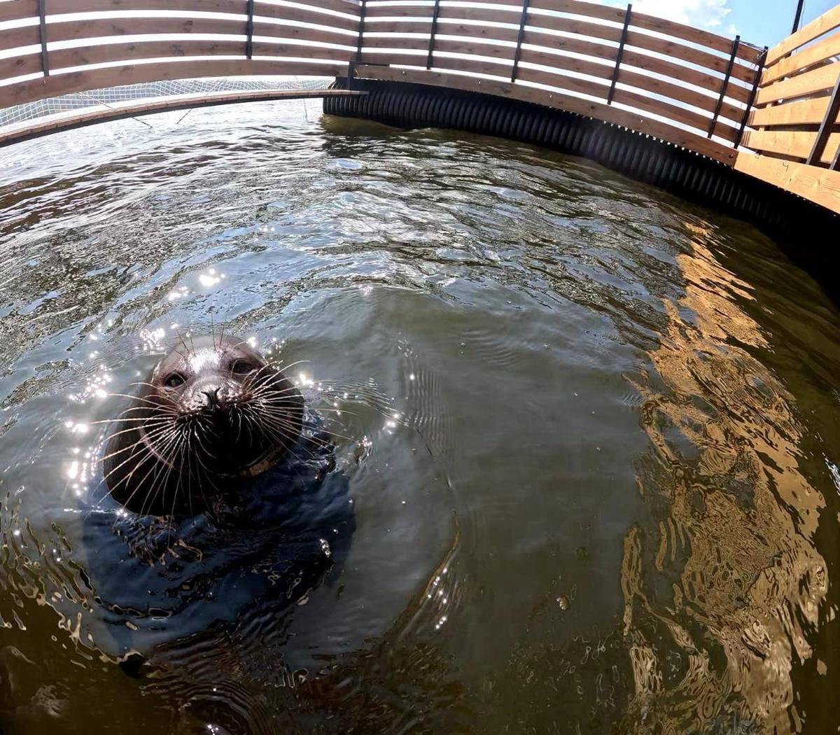 Крошик в своём вольере на Ладоге в начале августа. Фото: Фонд друзей балтийской нерпы