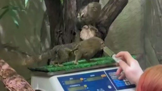 Скриншот видео: Ленинградский зоопарк