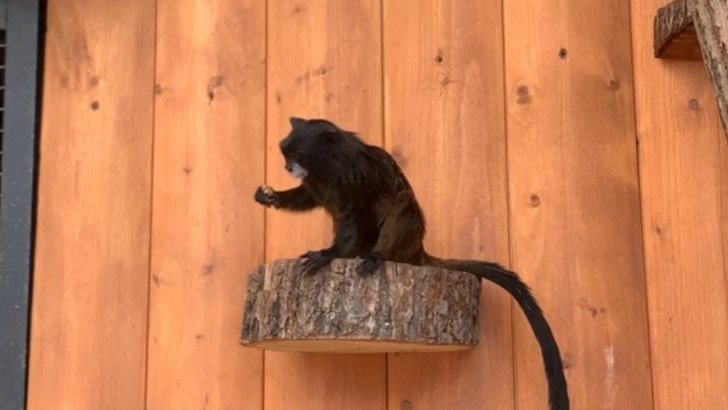 19-й день рождения буроголового тамарина Каролины отметили в Ленинградском зоопарке