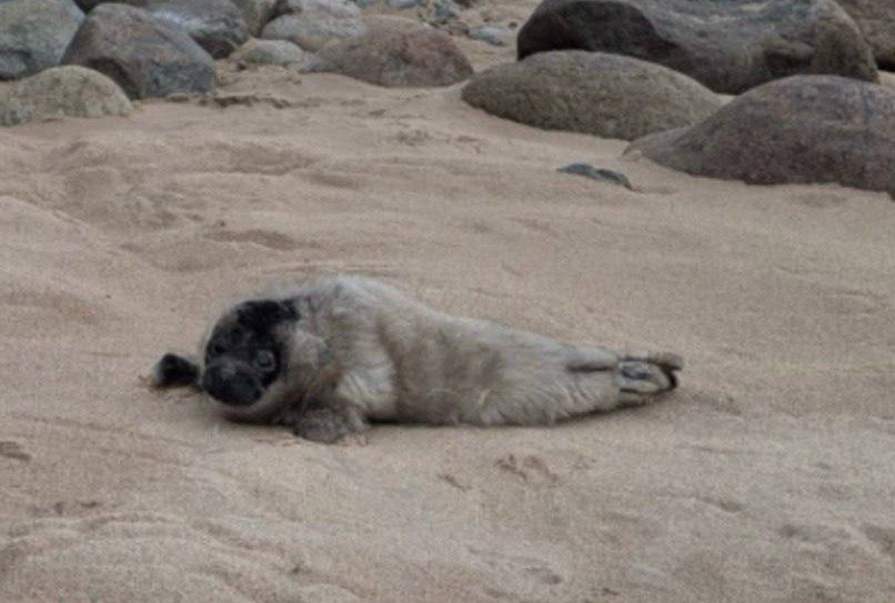 Фото: Фонд друзей балтийской нерпы