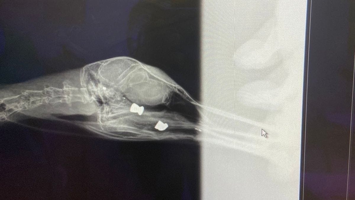 Фото: группа «Юго-Запад СПб (Красносельский и Кировский)» «ВКонтакте»