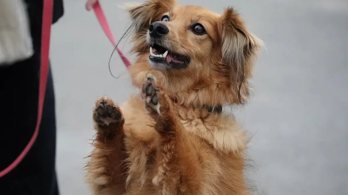 Фото: Павел Борисенко / MR7