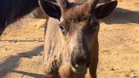 Фото: «Ленинградский зоопарк»