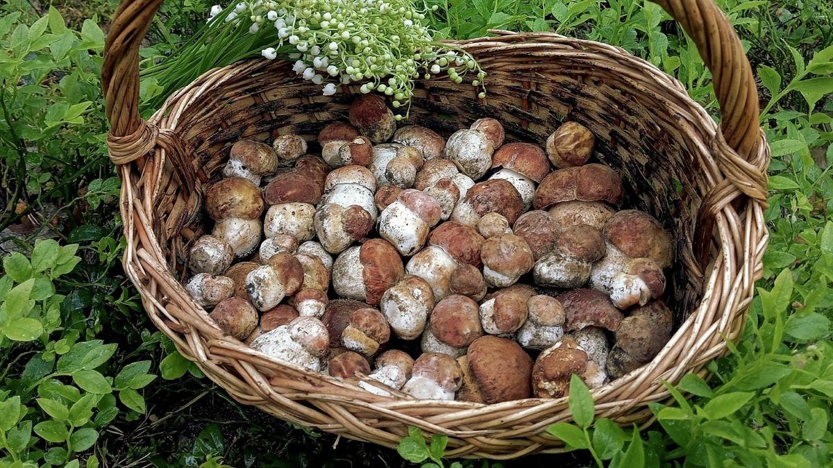 Корзина боровиков из Выборгского района Ленобласти. Фото: Станислав Кривошеев / «Грибы и Грибники СПб»