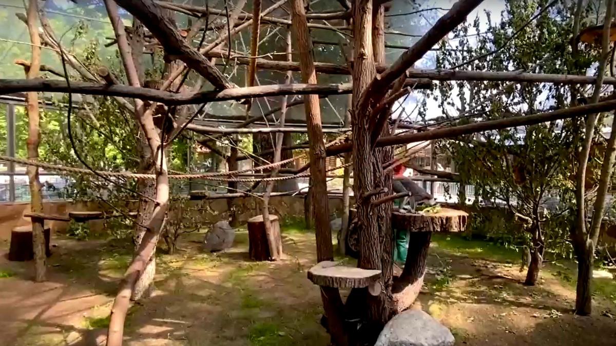 Кошачьи лемуры Ленинградского зоопарка переехали в отреставрированный летний вольер