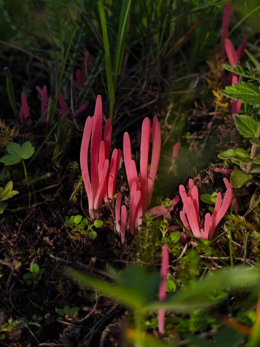 Клавария розовая. Фото: Антон Кубышкин