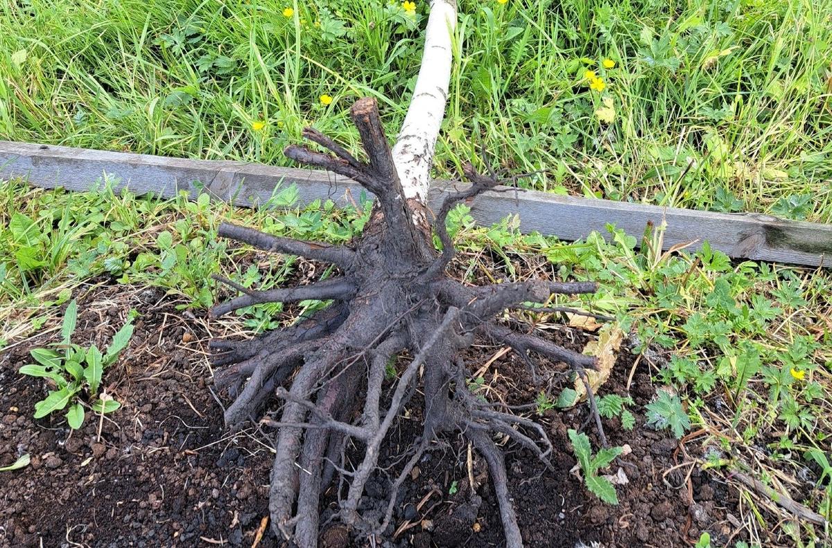 Фото: Детскосельский Онлайн