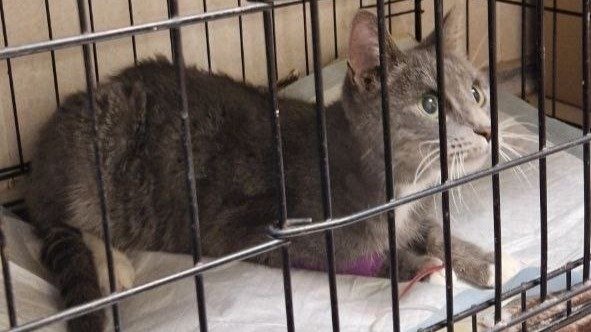 Фото: «Кошкиспас»