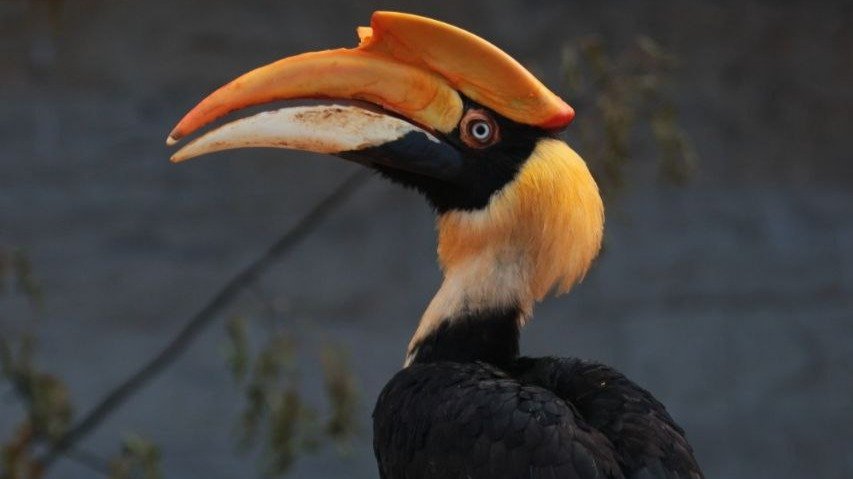 Пойманная после побега птица-носорог Шанти невредима и демонстрирует хороший аппетит