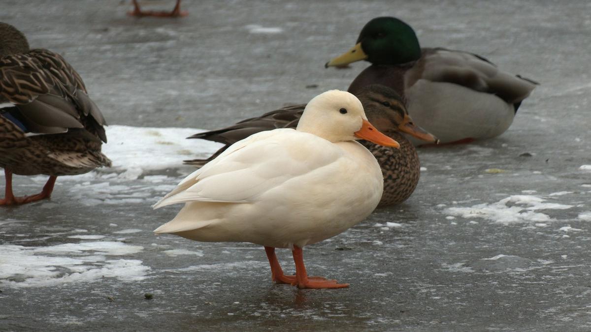 Фото: Павел Глазков / «Каждой твари по паре»
