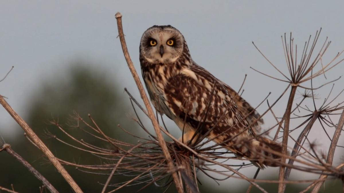 Живая страничка Павла Глазкова: в Московском районе заметили лающую болотную сову