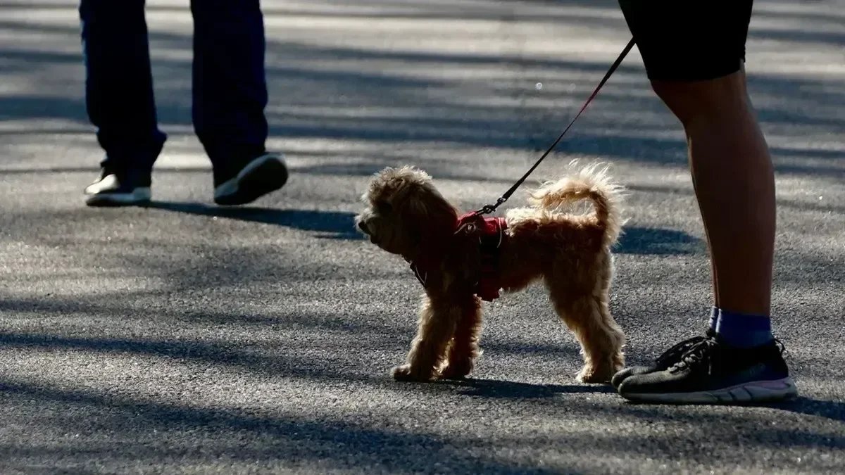 Фото: Павел Даиси / МР7