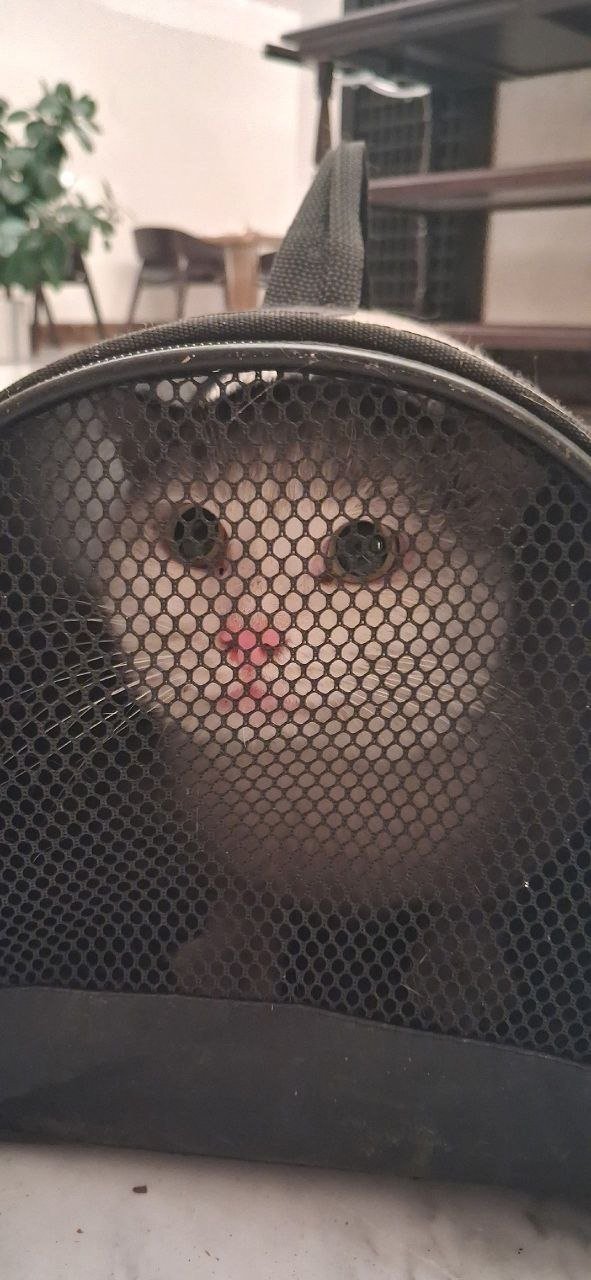 Фото: «Кошкиспас»