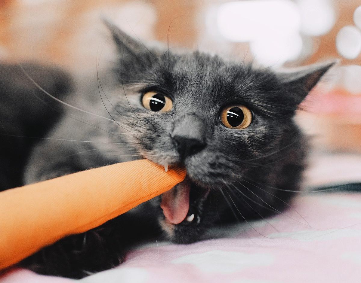 Фото: фестиваль WOOF