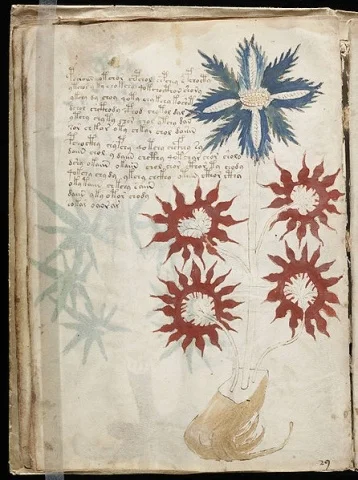 446px-Voynich_Manuscript_(32)
