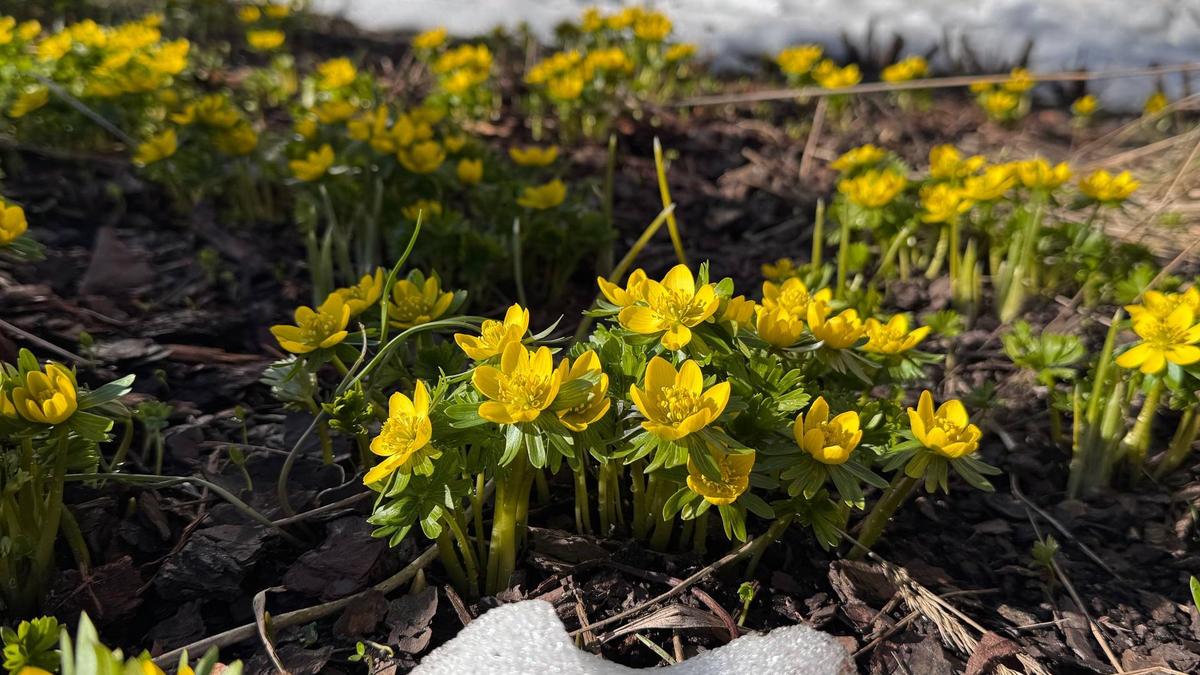 Фото: Ботанический сад Петра Великого