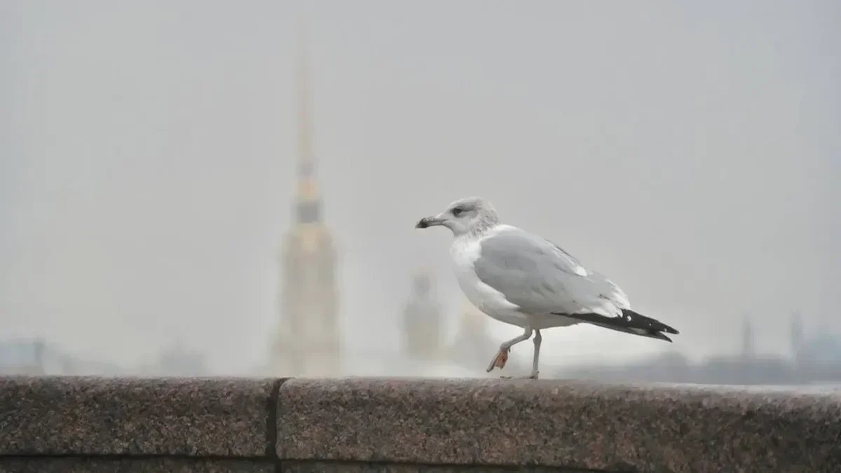 Фото: Павел Даиси / MR7