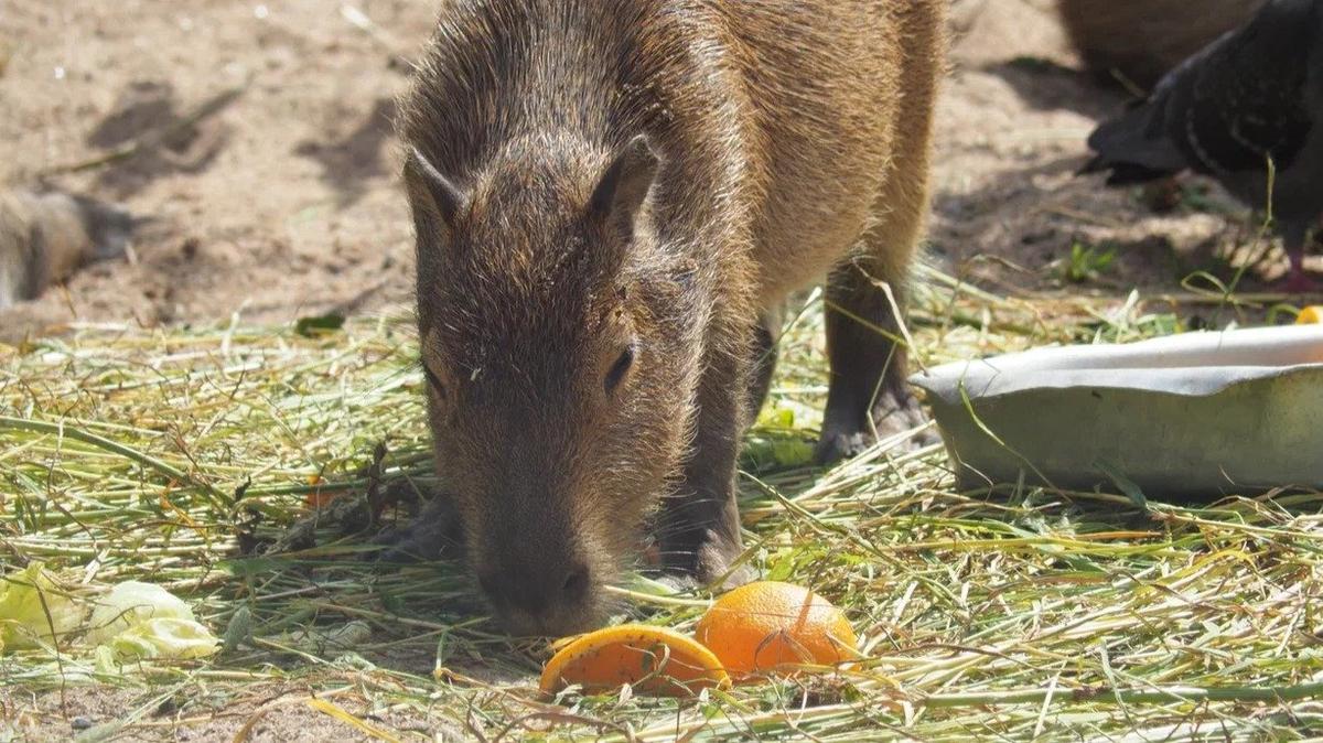 Ленинградский зоопарк приглашает покормить животных на День урожая