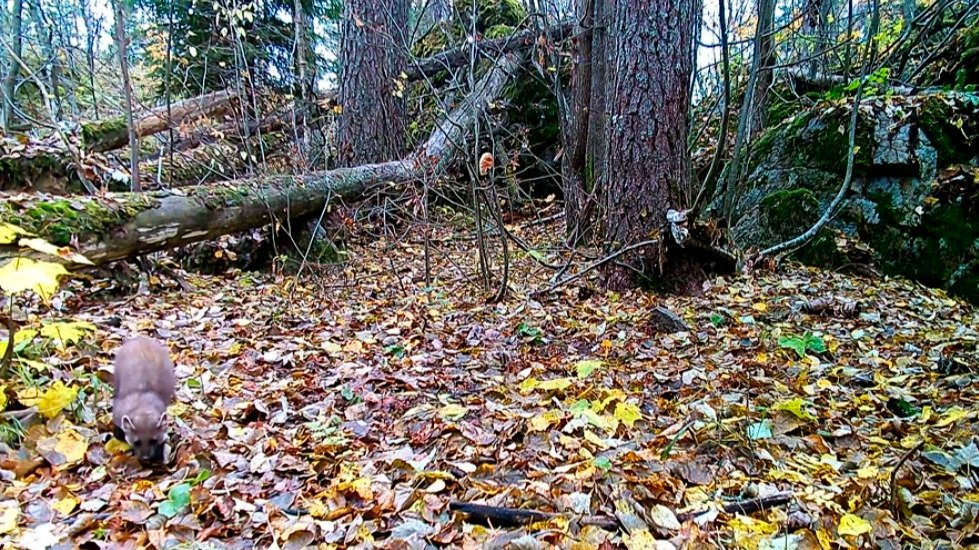 Фото: Даниил Карпиченко / «Каждой твари по паре»
