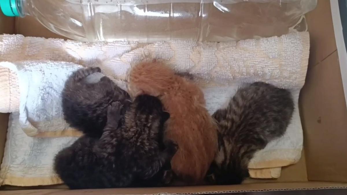 Фото: Telegram-канал компании «Первый Спецтранс»