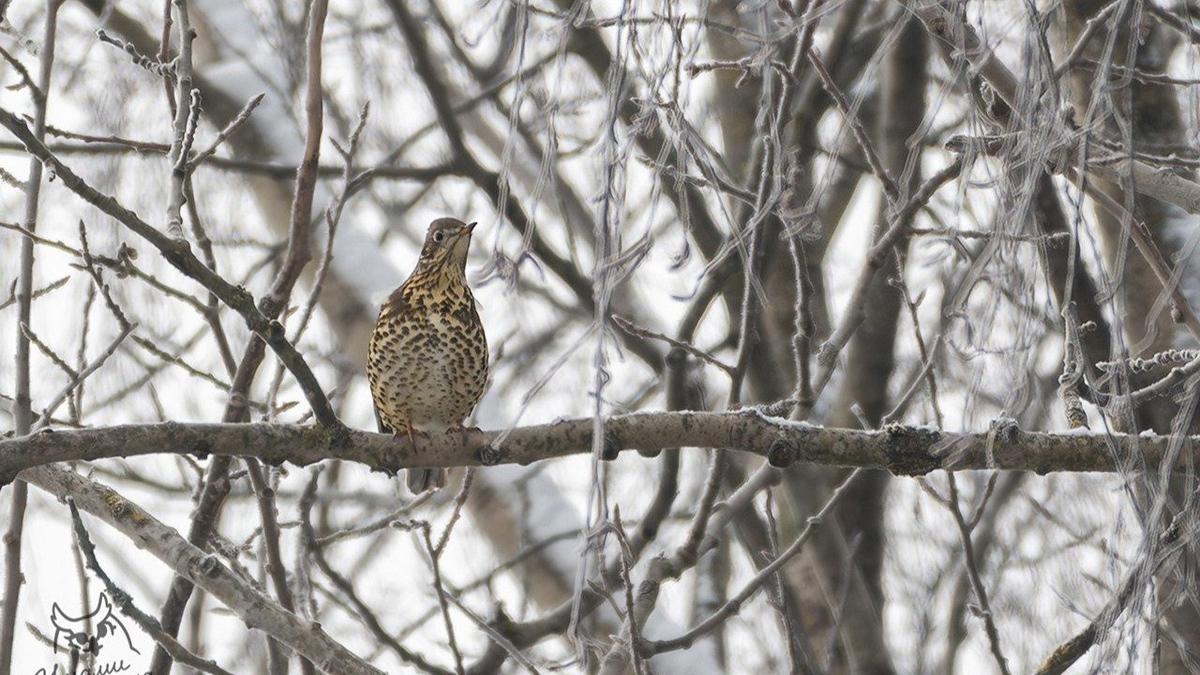 Фото: «Ушами филина. Птица и природа СПб и ЛО»