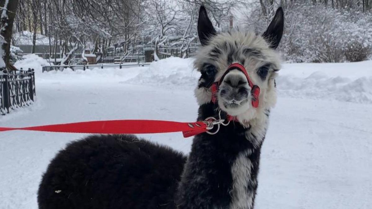 Плод любви пары альпак Гренки и Брецеля теперь можно увидеть в Ленинградском зоопарке
