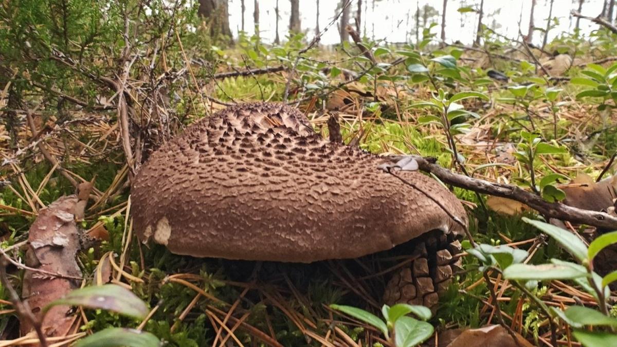 Фото: Павел Глазков / «Каждой твари по паре»