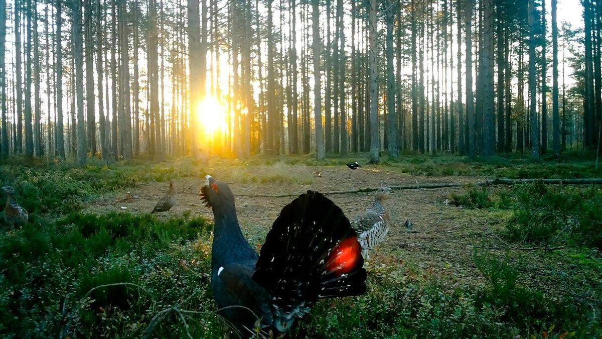 Живая страничка Павла Глазкова: глухари и тетерева в Ленобласти поют брачные песни даже в октябре