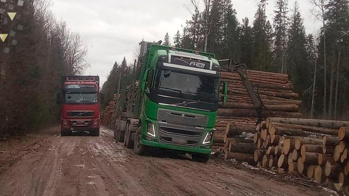 СК повторно возбудит уголовное дело после сообщений о застройке Мельничного  леса в Вырице