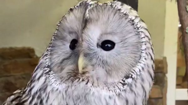 Фото: Ленинградский зоопарк