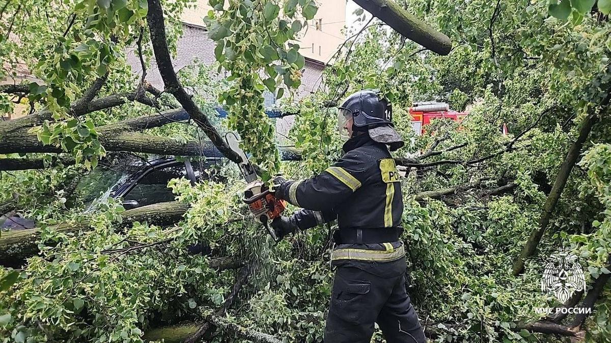 Из-за падения дерева на проспекте Шаумяна погиб 11-летний мальчик