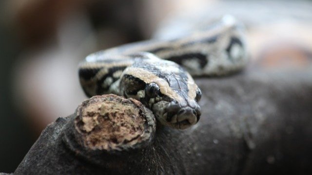 Петербургские ветеринары спасли заигравшегося питона