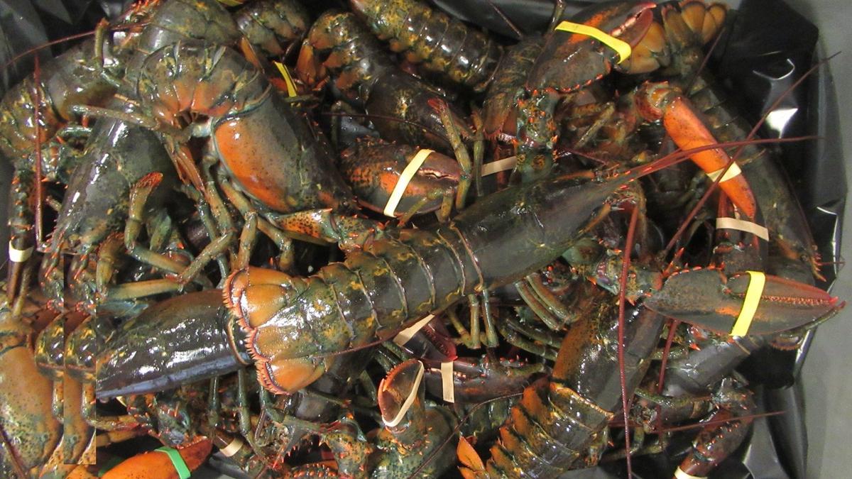 Фото: сайт СЗТУ