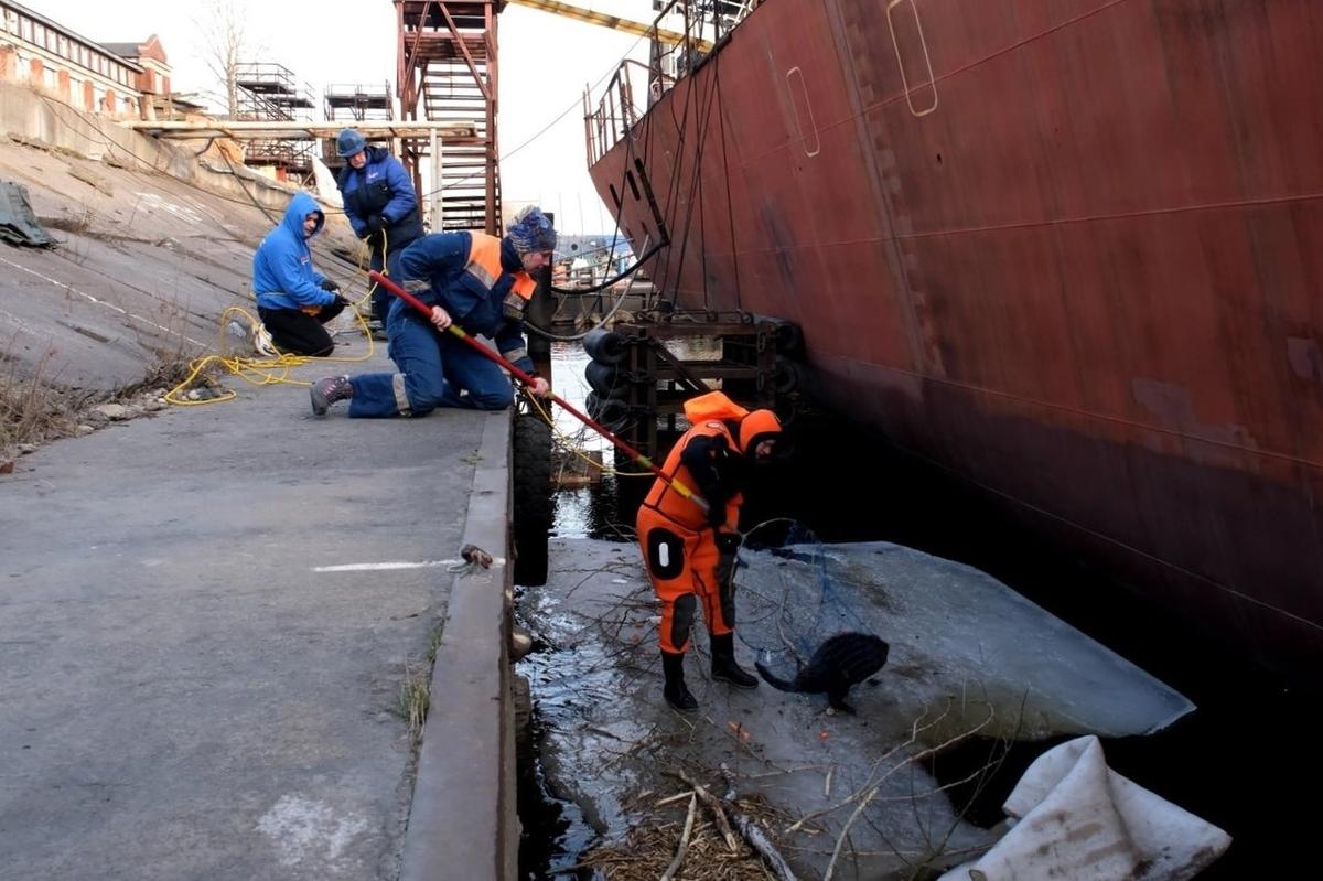 Фото: пресс-служба организации «Кошкиспас»