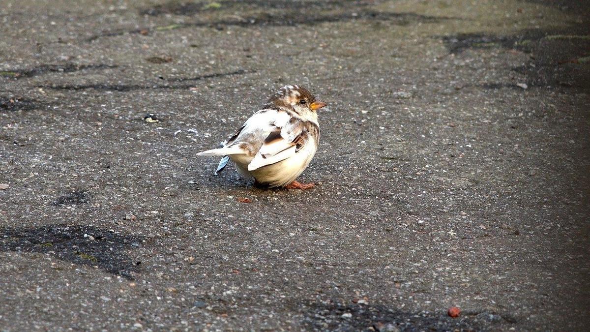 Фото: Павел Глазков / «Каждой твари по паре»