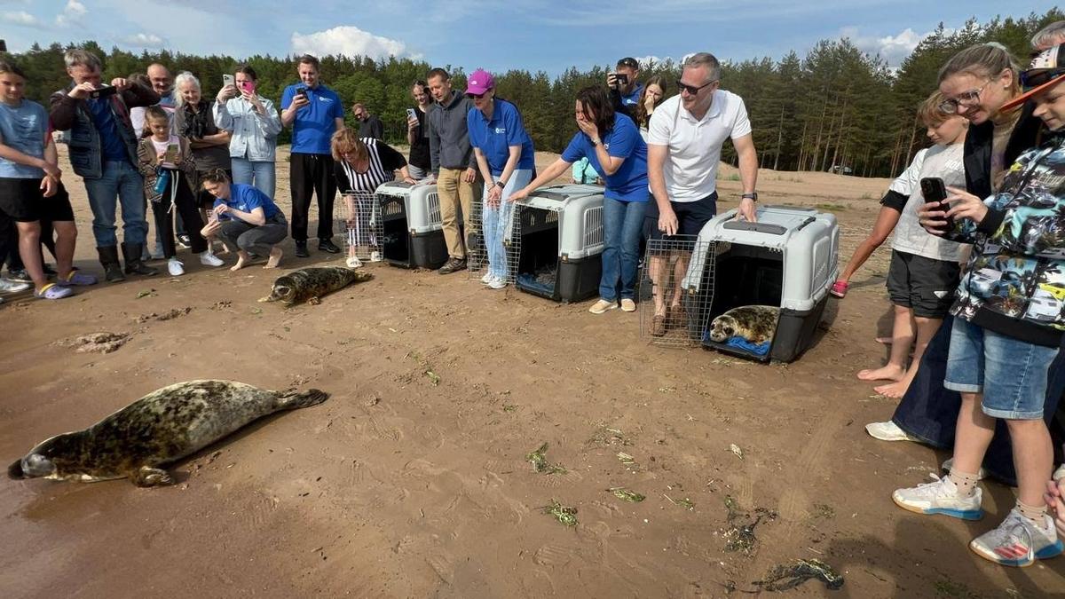 Фото: Фонд друзей балтийской нерпы