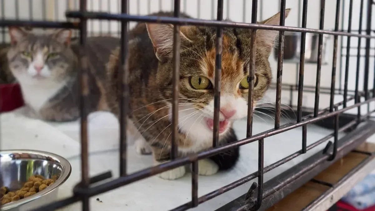 Фото: Дмитрий Абрамов / MR7