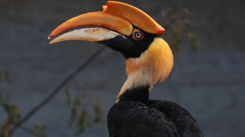 Что известно о пропавшей калао Шанти: мы пообщались с пресс-секретарём Ленинградского зоопарка