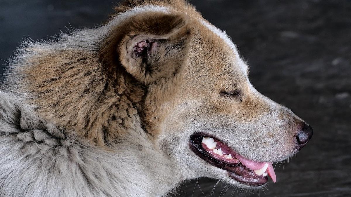 Стаи бродячих собак заметили в Средней Рогатке