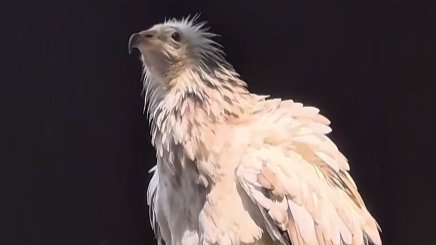 В Ленинградском зоопарке пополнение: на экспозиции появилась юная самка стервятника