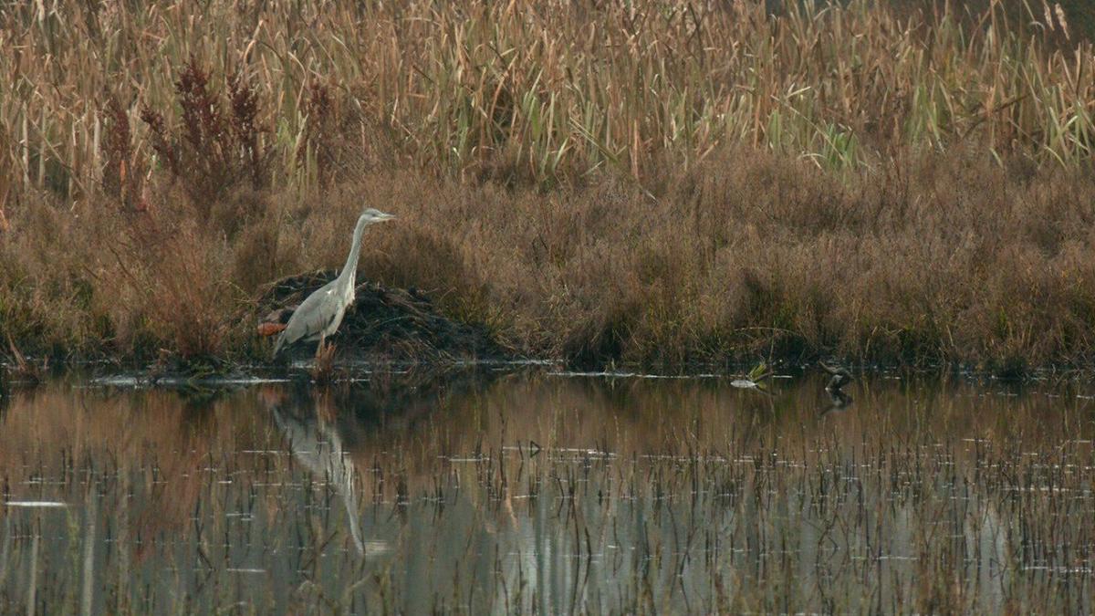 Фото: Павел Глазков / «Каждой твари по паре»