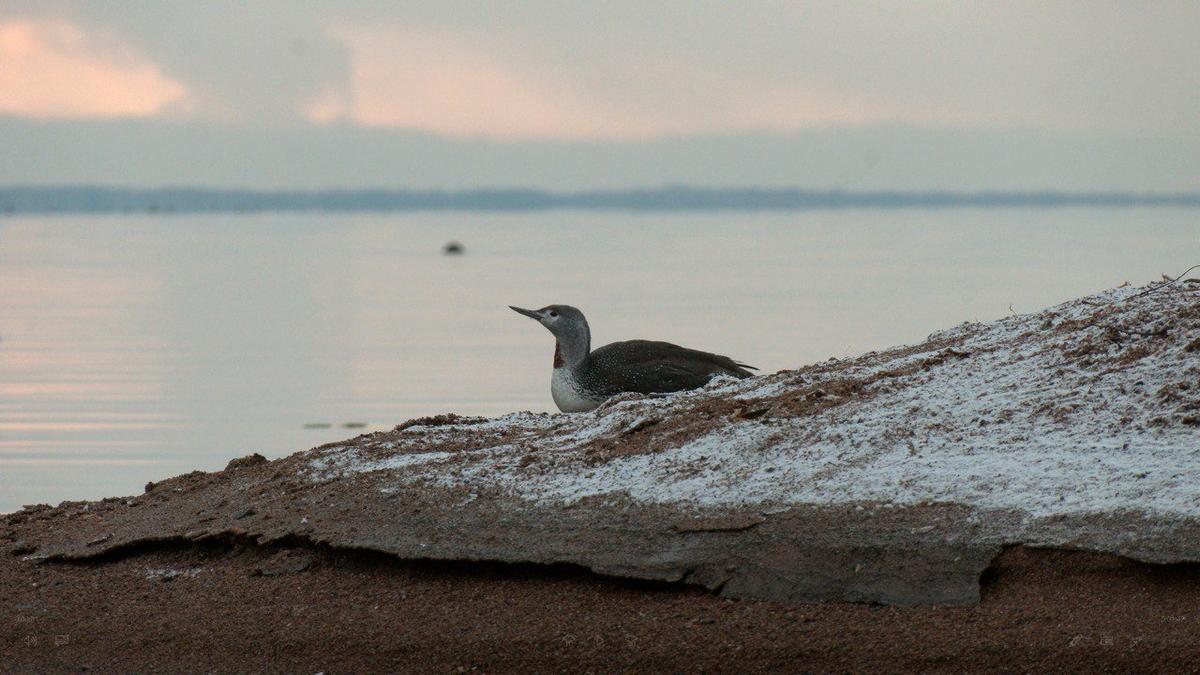 Фото: Павел Глазков / «Каждой твари по паре»