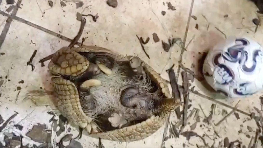 Броненосец Шарик из Ленинградского зоопарка в марте поедет к «невесте» в Москву