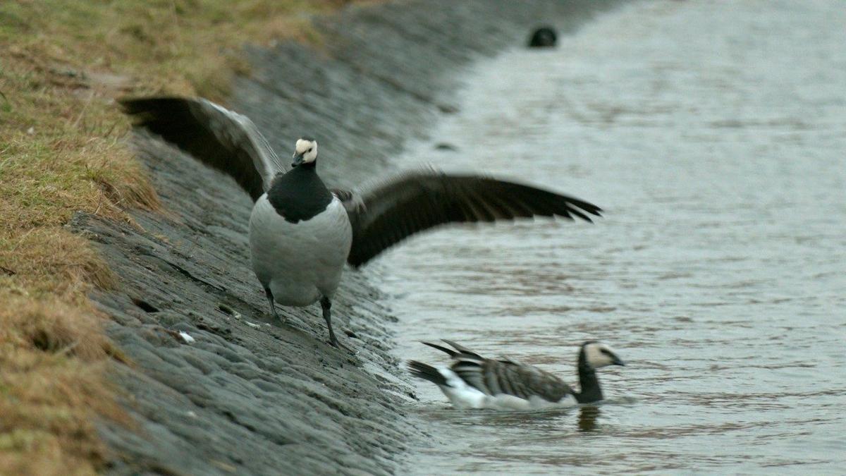 Фото: Павел Глазков / «Каждой твари по паре»