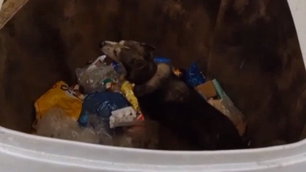 Фото: Аварийно-спасательная служба Ленобласти
