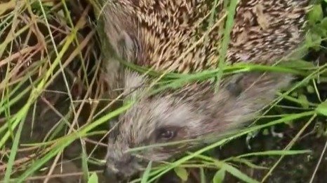 Скриншот видео: центр «Велес»