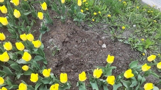 Фото: комитет по благоустройству