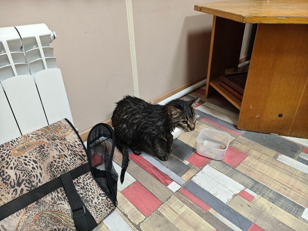 Фото: «Кошкиспас»