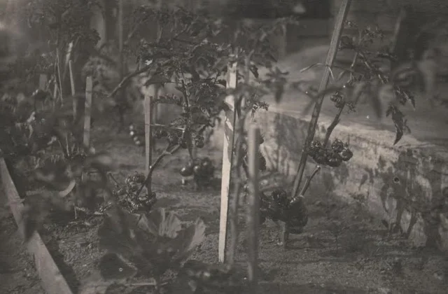 Овощи на грядках блокадного огорода. Август, 1942