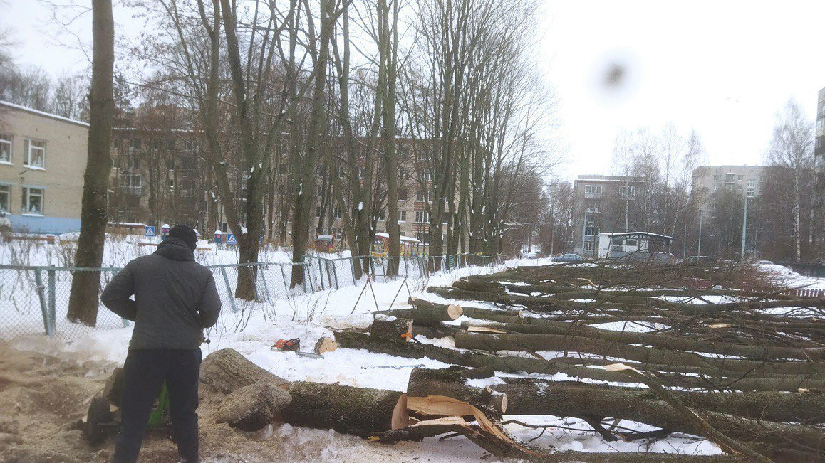 У детсада № 77 в Калининском районе вырубили 18 здоровых деревьев